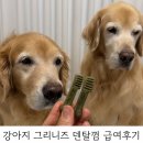 내돈내산 그리니즈 오리지날 티니 급여후기