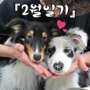 한강켄넬2 | 2월 일기라 적고 칸시루 육아일기라 읽는🫶