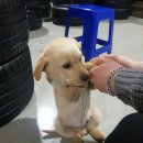 삼일타이어 이미지