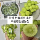 감골농장 | 추석 선물세트 추천 영동포도 농가직거래 고당도 [ 추풍령감골농장 샤인머스켓 ]
