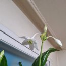 유카리스 이미지