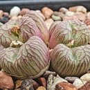 우유아저씨 hy 이미지