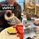 부림동 29-11 공영주차장 | 미사카페 냥냥하우스 고양이카페ㅣ29마리의 귀여운 고양이들과 힐링, 솔직 상세후기