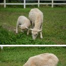 다정목장 이미지