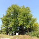 Tree of im 이미지