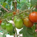 깨비네집 이미지