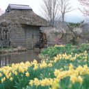 대청사슴 이미지