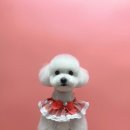 그루머공간 이미지