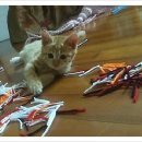 송정동물메디컬센터 이미지