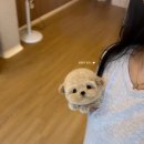 퍼피스토리 이미지