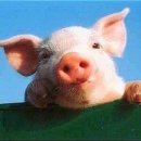 돼지 이미지