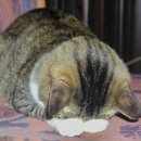 타이슨짐 이미지