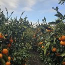 세화 교차로 이미지