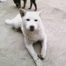 모이 Daum카페