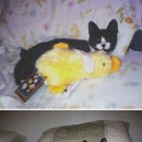 인형과 함께 이미지