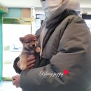 튼튼펫샵 이미지