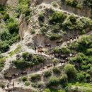 차마고도茶馬古道 / 윤정수 이미지