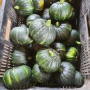 제주그밤 이미지