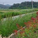 장미흑염소 이미지