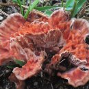 적갈색유관버섯 이미지