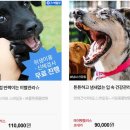 애플펫 동물병원 이미지