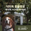 Dr.K 종합동물병원 | 일산 백석동 동물병원 닥터독, 에디슨병 부신피질기능저하증