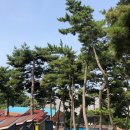 두바다찬솔 이미지