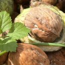 농업회사법인 주식회사 해담은 이미지