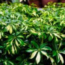 청구농장 이미지