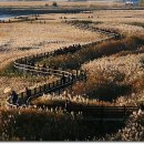 순천만 갈대밭 이미지