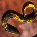 황금장어 이미지