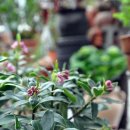 뉴천리향 이미지