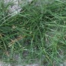 마당숯불구이 이미지