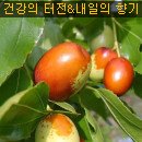 효소 - 대추의 효소 & 효능 이미지