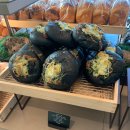 더엠브로시아 이미지