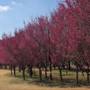 은계숲생태공원 화장실 | 구례 홍매화 명소 🌸 섬진강 수달생태공원 수달까지 만나는 봄 여행지