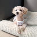 늘사랑동물병원 이미지