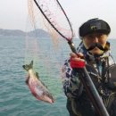 추자대물민박 이미지