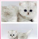 고양이 분양 제나캣 울산점 이미지