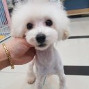 파주애견미용센터 이미지
