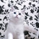 캣돌 캐터리 이미지