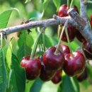 충청판매 이미지