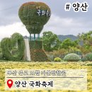 삼목종합전자 | 부산 근교 아이랑가볼만한곳 양산 국화축제 경남 11월 꽃축제