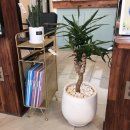 카라헤어 이미지