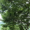 느티타무 그늘아래 캠핑장 | 여름캠핑장추천 영월 느티별 캠핑장 그늘 가득한 캠핑장