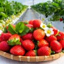 제철 딸기, 더 맛있고 건강하게 먹는 방법 있다 이미지