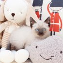 전주강아지분양 고양이분양 24시 데려가개 전주점 이미지