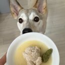 오늘도멍냥 이미지