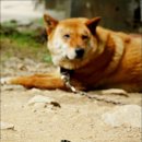 다정한오후 이미지