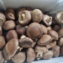 소샘농장 이미지